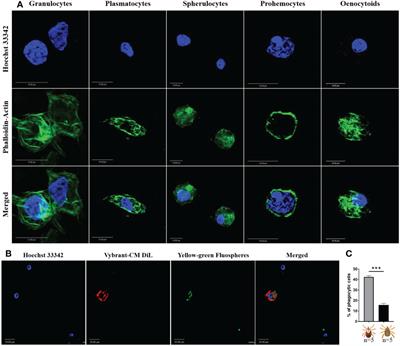 Rickettsia parkeri hijacks tick hemocytes to manipulate cellular and humoral transcriptional responses